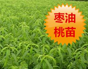 枣油桃苗