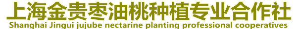 上海金贵枣油桃种植专业合作社