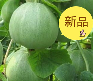 山阳阿婆瓜